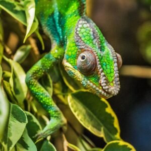 chameleon-g05a9d2989_1280