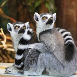 lemurs-gad76feaa9_1280